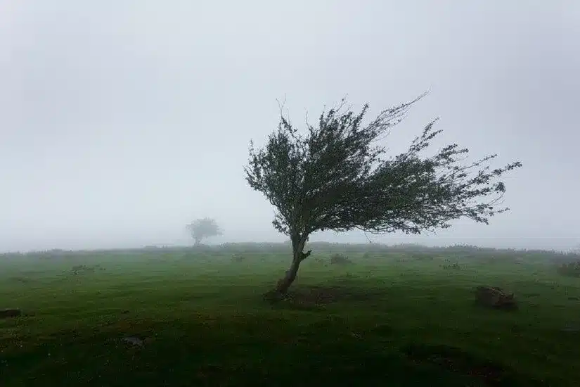 باد شدید