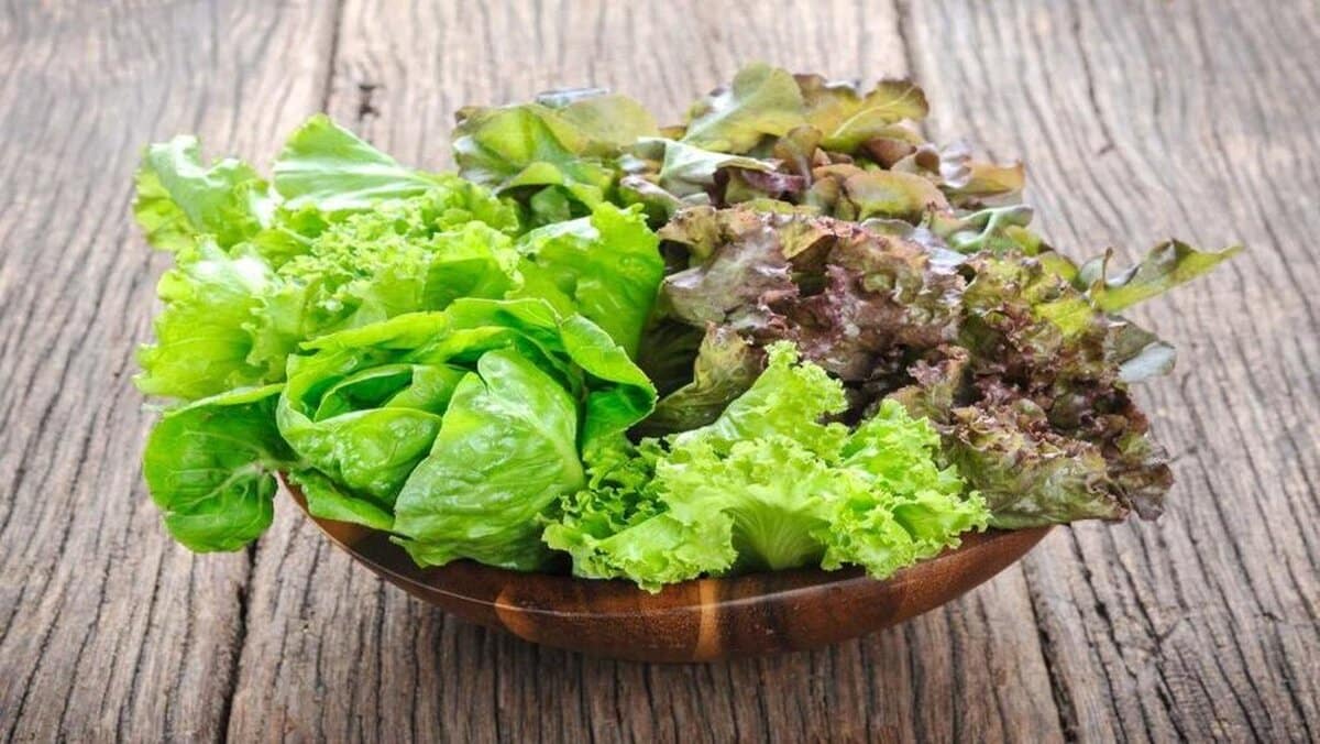 زیان‌های کاهو برای بدن از دیدگاه طب سنتی