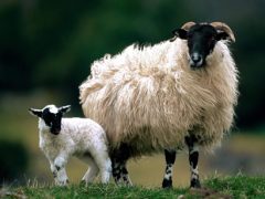 قیمت گوسفندان در دامکالا
