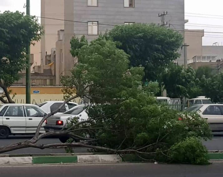 خسارت تندباد ۸۰ کیلومتری به خودروها و فضای سبز در این شهر/عکس