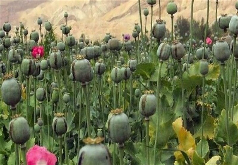 پیامک قوه قضاییه درباره کشت خشخاش