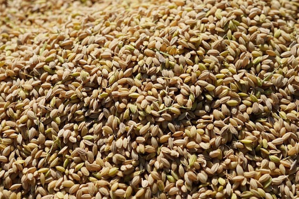 قیمت برنج در ژاپن کنترل‌ناپذیر ماند
