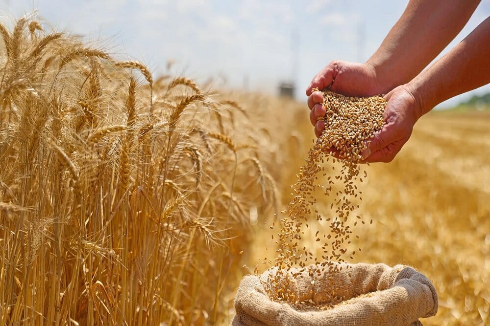 دلار گندم ۲۸ هزار و ۵۰۰ تومانی می‌ماند