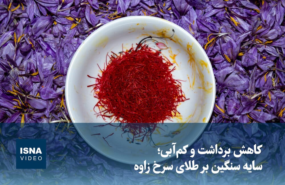 ویدیو/ کاهش برداشت و کمآبی؛ سایه سنگین بر طلای سرخ زاوه