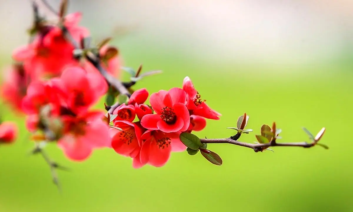 تفال به حافظ چهارشنبه ۱7 اردیبهشت ۱۴۰۴؛ خرم آن روز کز این منزل ویران بروم......
