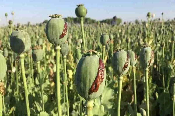 خشخاش