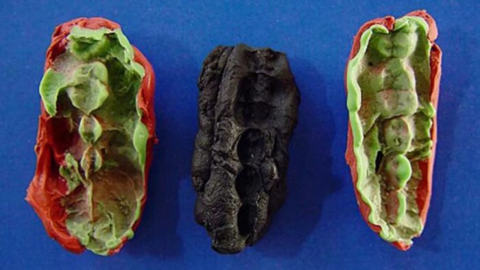 آدامس ۱۰ هزار ساله پرده از راز رژیم غذایی انسان‌های عصر حجر برداشت