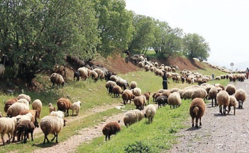 افزایش گردوغبار بر اثر چرای بی‌رویه دام