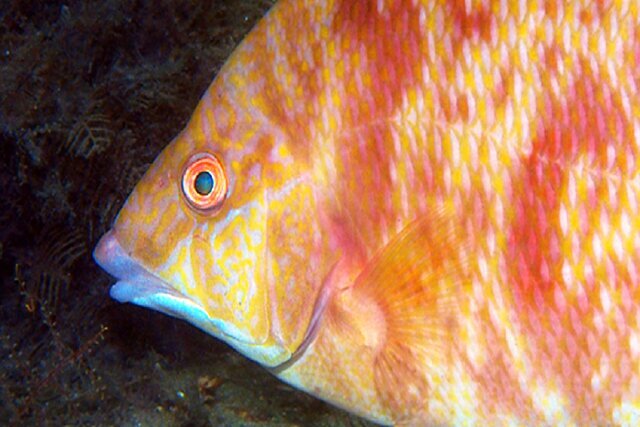 این ماهی با پوستش می‌بیند