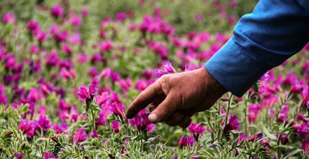 علمی‌سازی تولید گیاهان دارویی با ورود جهاددانشگاهی و دانش‌بنیان‌ها به این عرصه