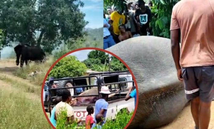 فیلم| فیل فراری از پارک ملی کروگر پس از ورود به روستا کشته شد
