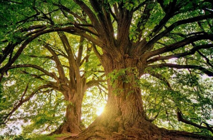 محققان: درختان با گرم‌شدن آب‌و‌هوا برای تنفس تلاش می‌کنند
