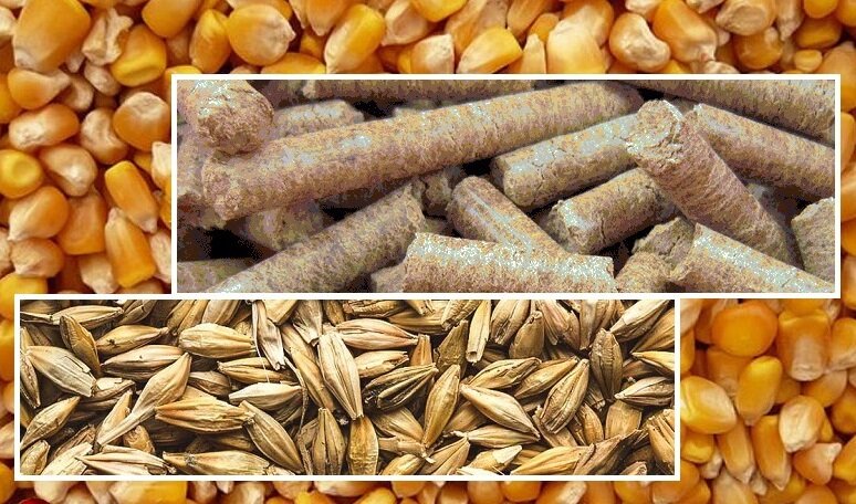 میزان واردات نهاده‌های دامی چقدر است؟/ افزایش امنیت غذایی مستلزم برنامه‌ریزی‌ مستمر