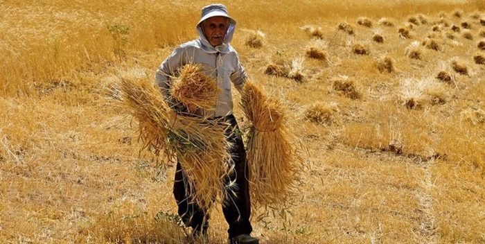 نیازی به واردات گندم برای تامین نان امسال کشور نداریم
